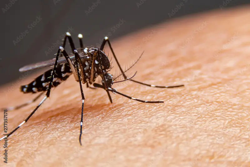 Dengue Fever Symptoms, Treatment, and How to Stay Safe